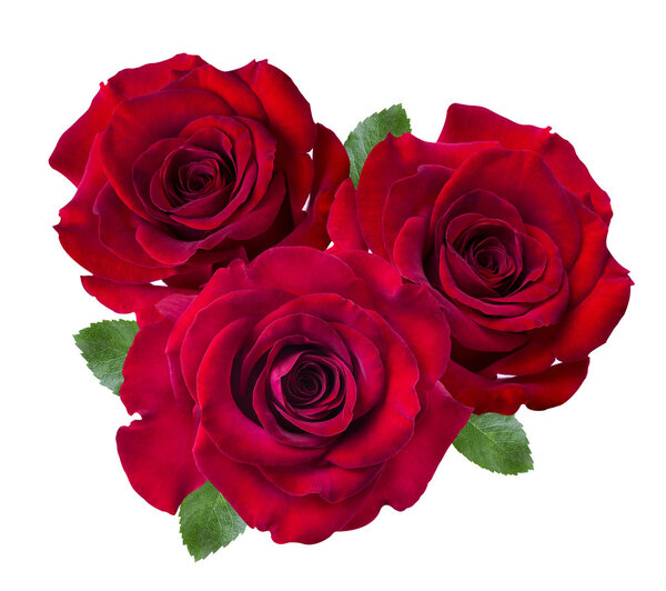 Red rose isolated on the white