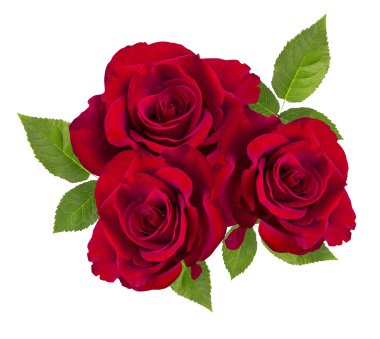 üzerinde beyaz izole kırmızı gül 