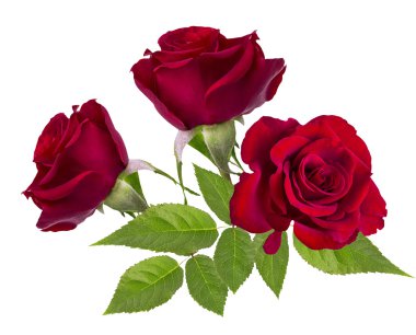 üzerinde beyaz izole kırmızı gül 