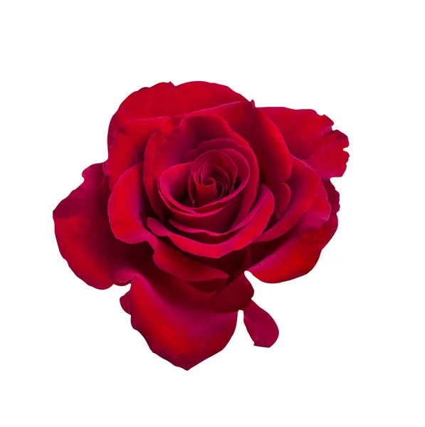Rote Rose isoliert auf der weißen — Stockfoto