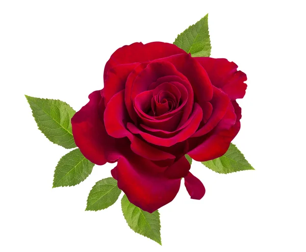 Rosa roja aislada en el blanco — Foto de Stock