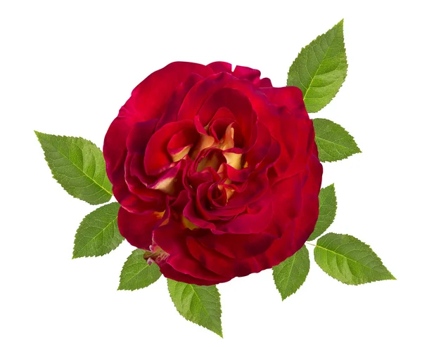 Red rose isolated on the white — Stock Photo, Image