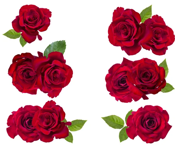 Rosa vermelha isolada no branco — Fotografia de Stock