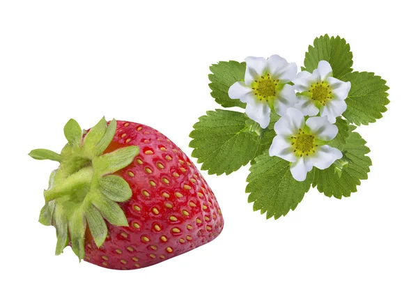 Aardbeien berry geïsoleerd op wit — Stockfoto