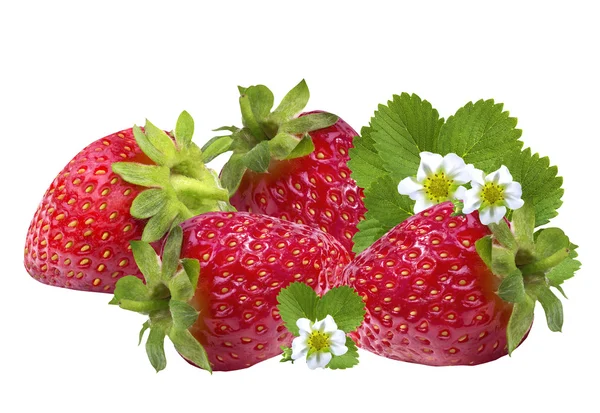 Erdbeeren Beere isoliert auf weiß — Stockfoto