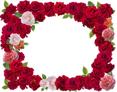 Beyaz gül çerçeve izole 