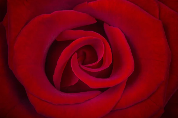 Rosa roja, fondo floral —  Fotos de Stock