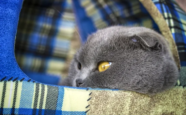 İskoç kedi kedi evi — Stok fotoğraf