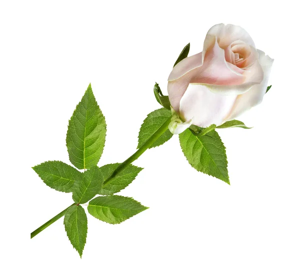 Rosa rosa em um isolado branco — Fotografia de Stock