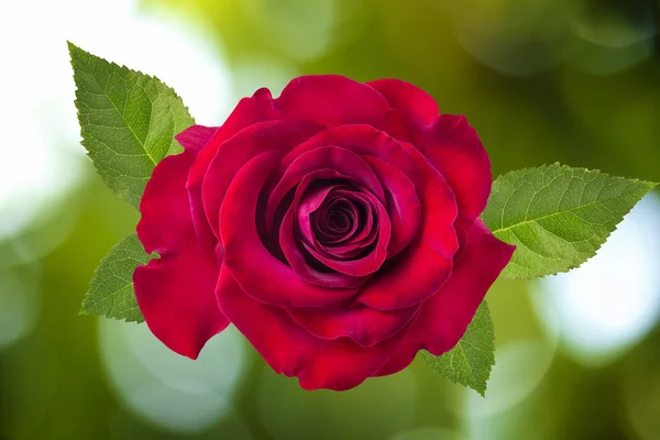 Rose auf sonnigem abstrakten natürlichen Bokeh — Stockfoto