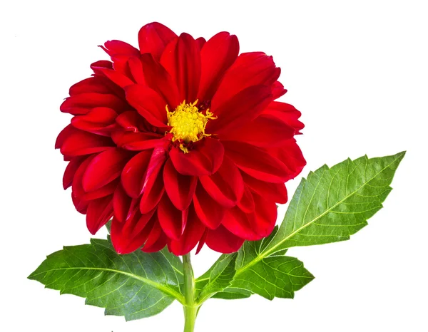 Dahlia flower isolated on white — Stock Photo, Image