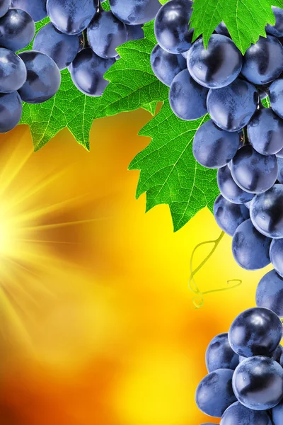 Grapes on an abstract background of autumn — Stock Photo, Image
