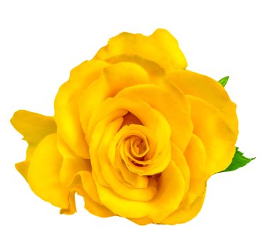 Sarı gül beyaz üzerine izole