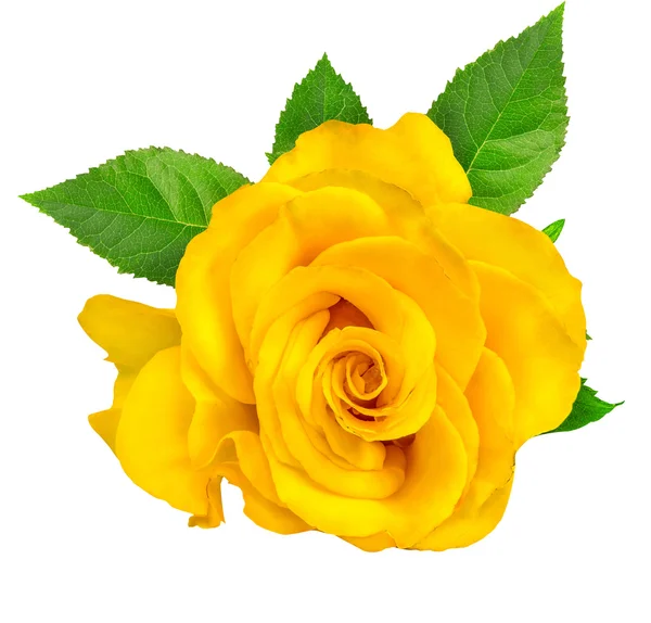 Żółta róża izolowana na białym — Zdjęcie stockowe