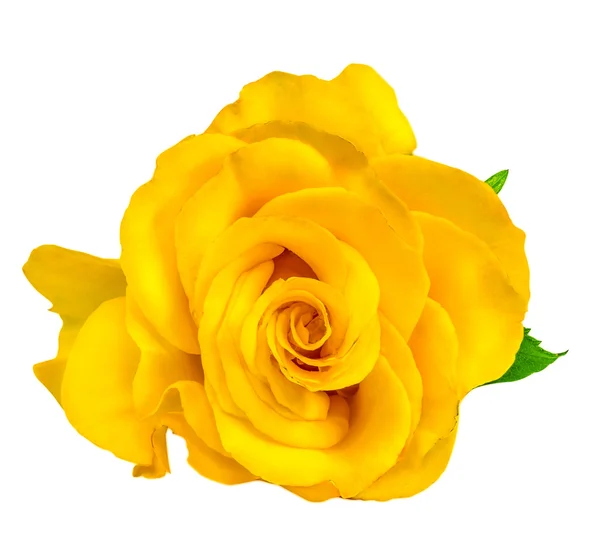 Rosa gialla isolata su bianco — Foto Stock