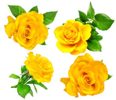 İzole Sarı Gül tek