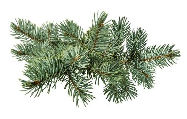 Beyaz arkaplanda fidan ağacı ve çam kozalağı izole