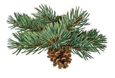 Beyaz arkaplanda fidan ağacı ve çam kozalağı izole