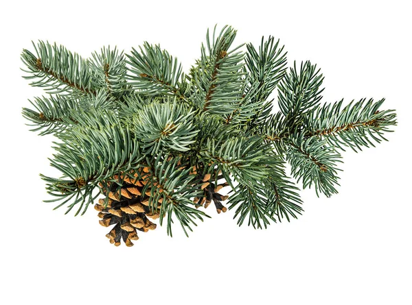 Fir Träd Och Pinecone Isolerad Vit Bakgrund — Stockfoto