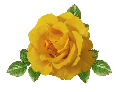 Beyaz arkaplanda izole güller