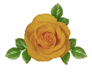 Beyaz arkaplanda izole güller