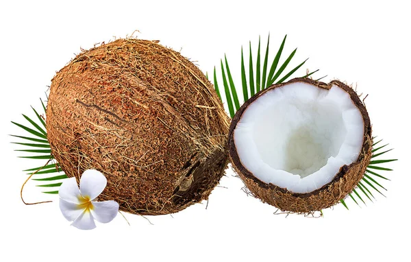 Kokosnoot Geïsoleerd Witte Achtergrond — Stockfoto