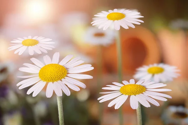 Kwiaty Rumianku Lecie Niewyraźne Tło — Zdjęcie stockowe