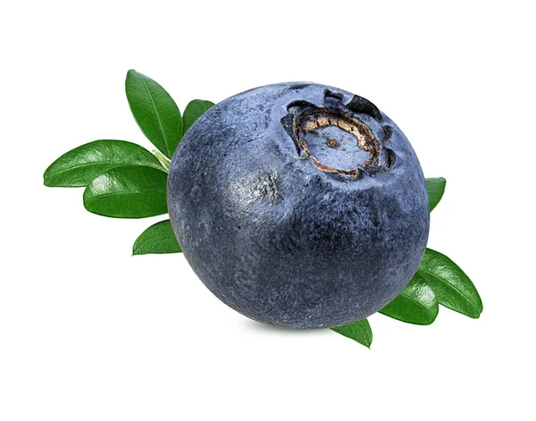 Blueberry Terisolasi Blueberry Dengan Latar Belakang Putih Bilberry — Stok Foto