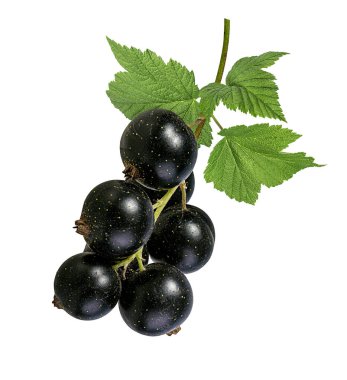 Frenk üzümü beyaz arkaplanda izole edildi