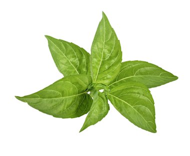 Beyaz arkaplanda izole edilmiş taze nane yaprakları.
