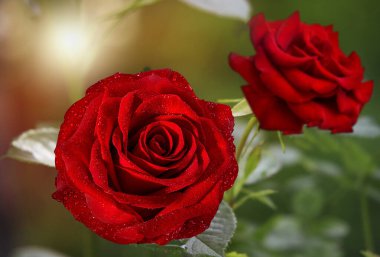 Güller yazın çiçek açar bahçe güllerinde. Güzel güller kapanıyor.