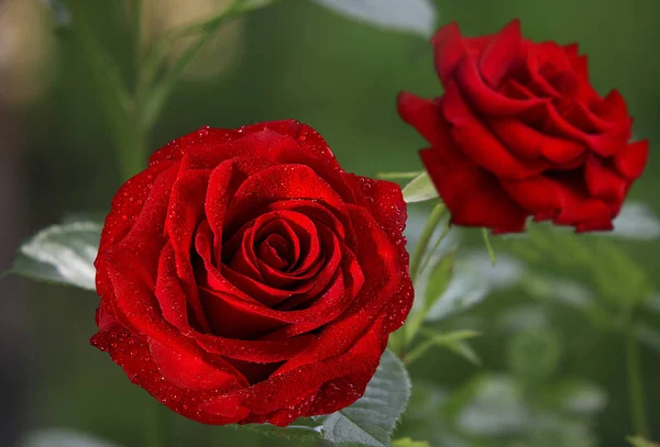 Rosen Blühen Sommer Den Gartenrosen Schöne Rosen Blumen Aus Nächster — Stockfoto