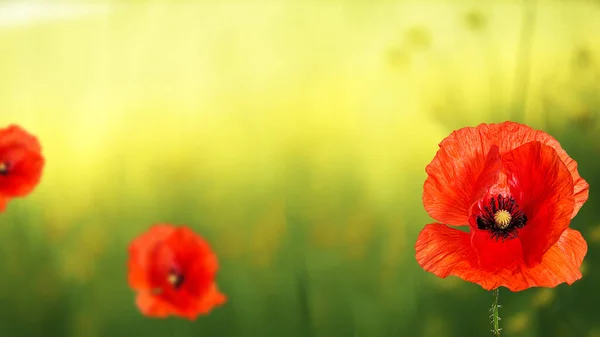 Field Beautiful Poppy Flowers Spring Landscape Wildflowers — Stock Photo, Image