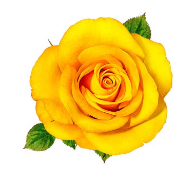 Beyaz arkaplanda izole güller