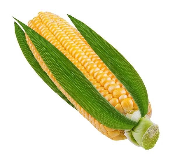 Corn Isolated White Background — Stock Photo, Image