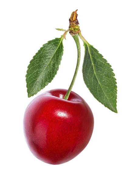 Cherry Elszigetelt Fehér Háttér — Stock Fotó