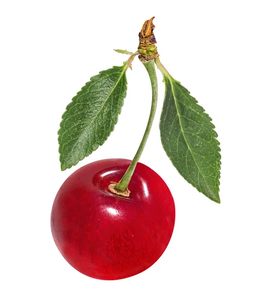 Cherry Diisolasi Pada Backgroundd Putih — Stok Foto