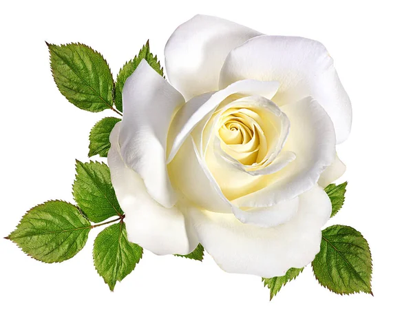 被白色背景隔离的玫瑰 — 图库照片