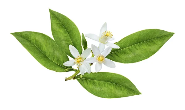 Лимонна Квітка Ізольована Білому Тлі — стокове фото