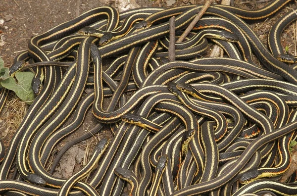 Rode dubbelzijdige kousenbandslang Thamnophis sirtalis parietalis — Stockfoto