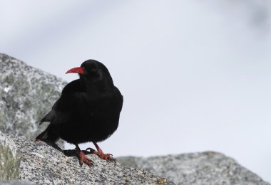 Red-billed chough, Pyrrhocorax pyrrhocorax himalayanus clipart