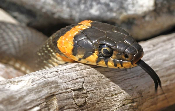 Grass snake, Natrix natrix — Stock Photo, Image