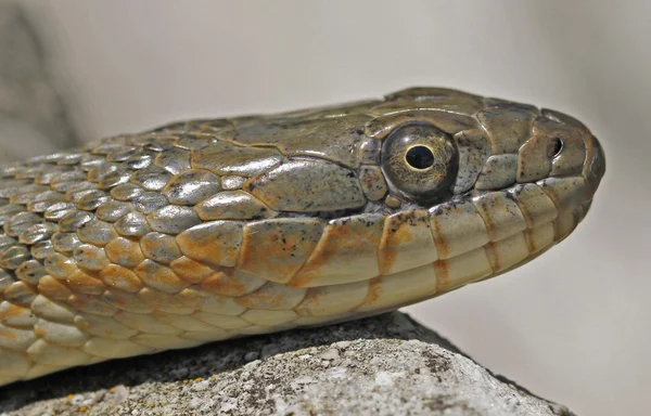 Erie λίμνη Watersnake — Φωτογραφία Αρχείου