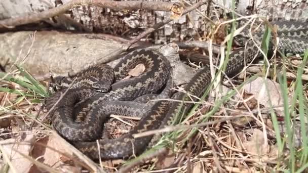 常见毒蛇，Vipera berus — 图库视频影像