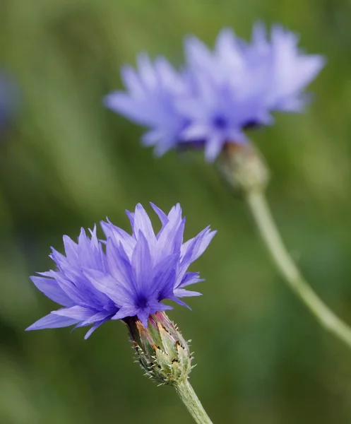 Cornflower, Centaurea cyanus — Stock Photo, Image