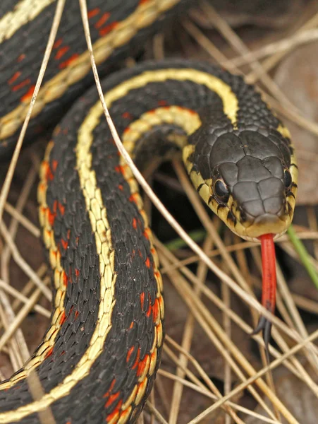 붉은 양면된가 터 뱀 Thamnophis sirtalis parietalis — 스톡 사진