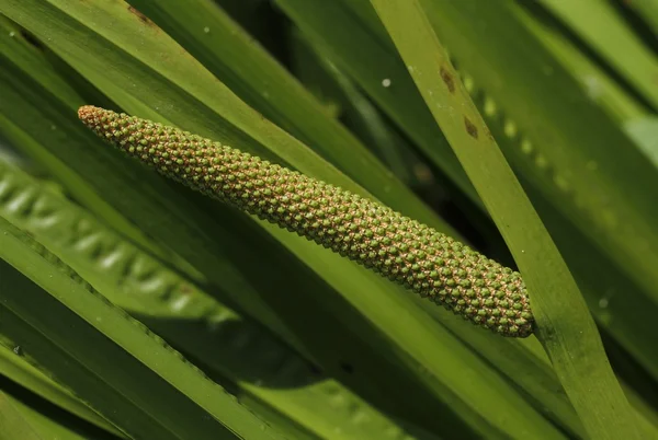 Doce bandeira, Acorus calamus — Fotografia de Stock