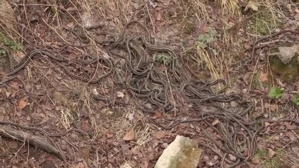 Red sided garter snakes mating — Stock Video