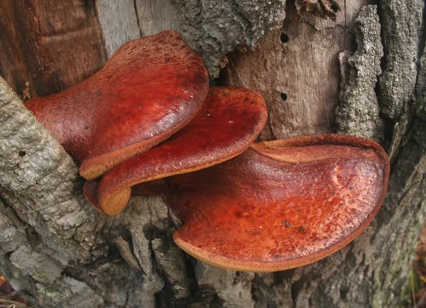 Fungo do bife, Fistulina hepatica — Fotografia de Stock