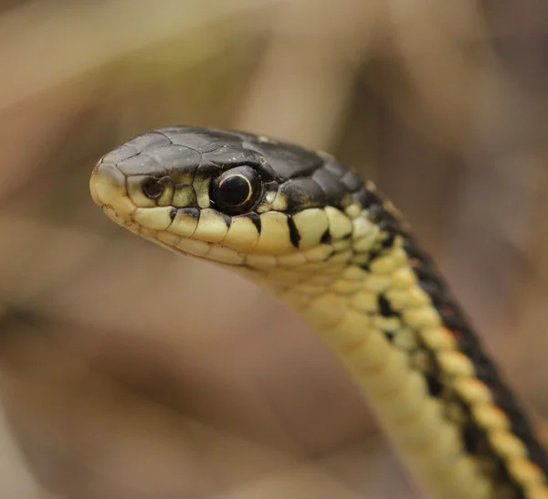 Red sided garter snake — Stock Photo, Image